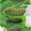 vanes atalanta larva5 volg2